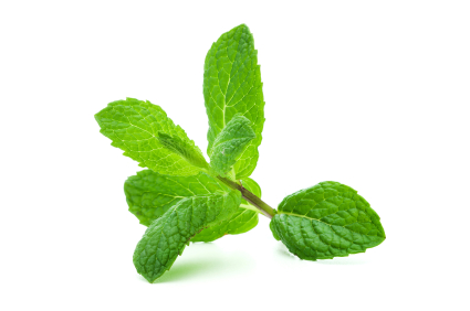 sprig of mint