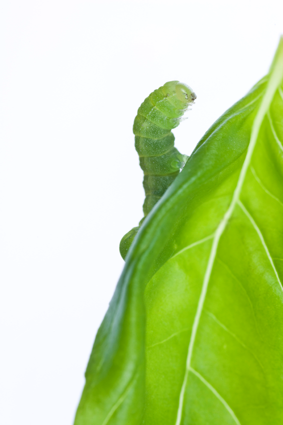 catepillar on a basil leaf