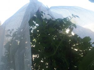 using-shadecloth-to-protect-the-vegetable-garden-from-heat