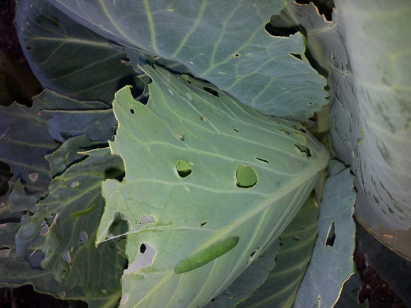 Organic Controls For Cabbage White Butterfly