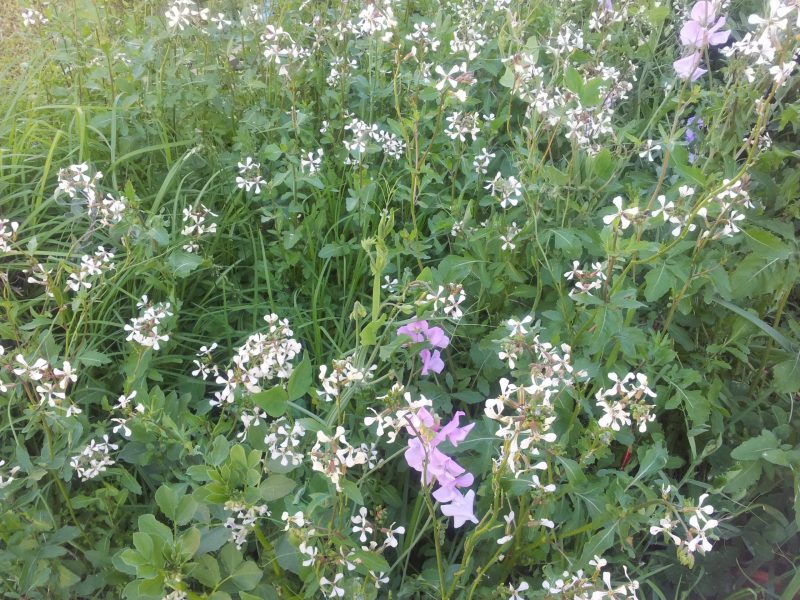 Rocket flowers that are self seeded